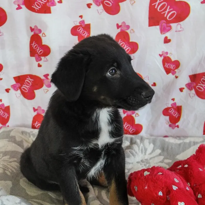 Male Shelti-ador Dog for Sale in Neosho, MO