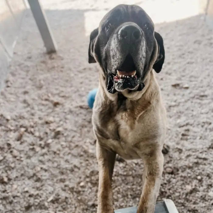 English Mastiff image