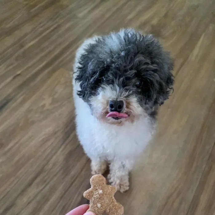Female Poodle Toy Dog for Sale in Neosho, MO image