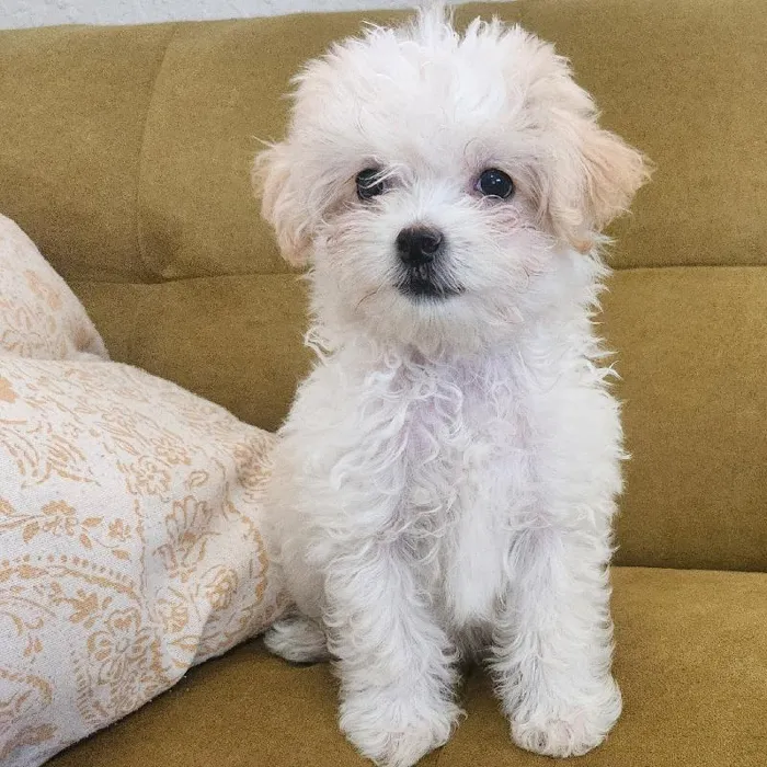 Female Toy Aussie Poo Dog for Sale in Neosho, MO