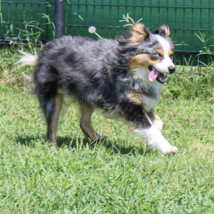 Female Mini Aussie dog named Khaleesi for sale at A Dog's Dream.