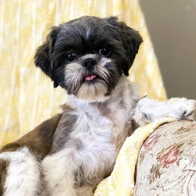 Female Shih Tzu Dog for Sale in Neosho, MO