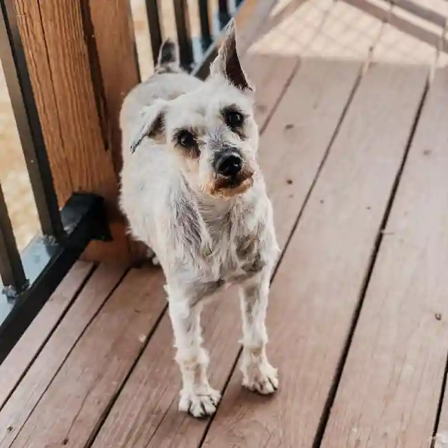 Female Mini Schnauzer Dog for Sale in Neosho, MO