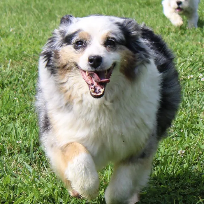 Female Mini Aussie dog named Fluffy for sale at A Dog's Dream.
