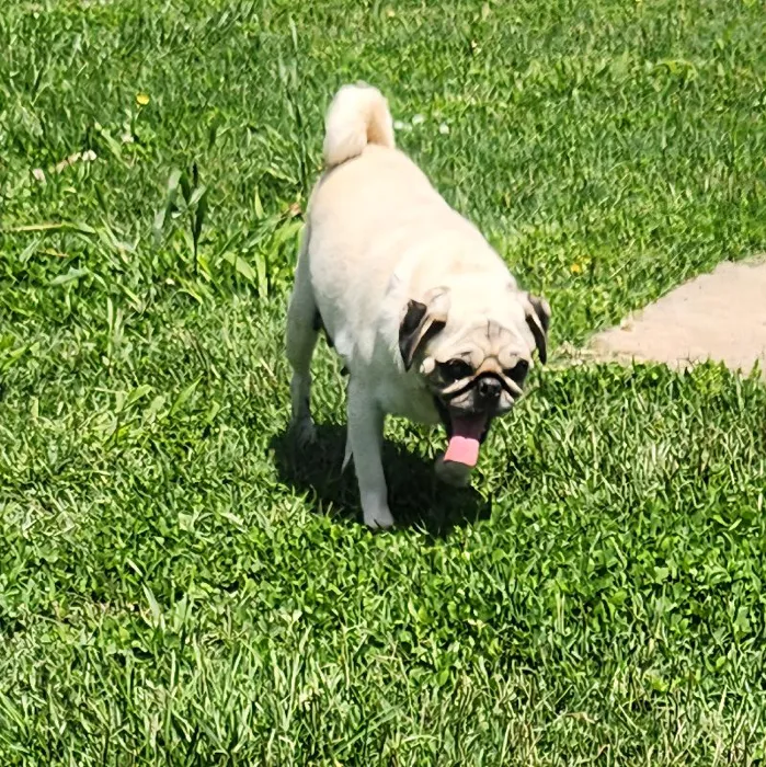 Female Pug Dog for Sale in Neosho, MO