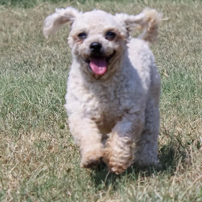 Female Bichon dog named Lady Bug for sale at A Dog's Dream.