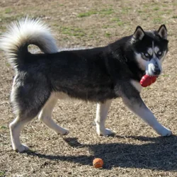 Male Siberian Husky dog named Wolf for sale at A Dog's Dream.