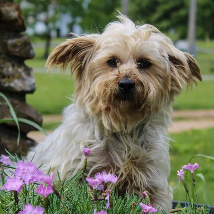 Female Yorkie dog named Jami Bonnie for sale at A Dog's Dream.