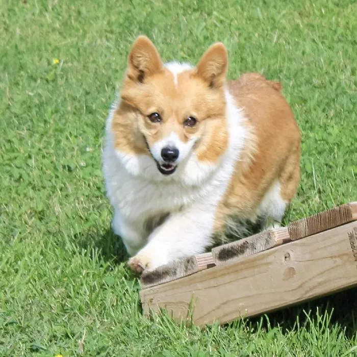 Female Pembroke Welsh Corgi dog named Kimber for sale at A Dog's Dream.