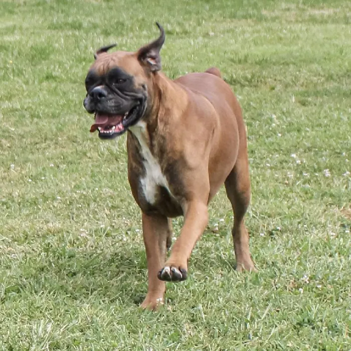 Female Boxer dog named Vanessa for sale at A Dog's Dream.