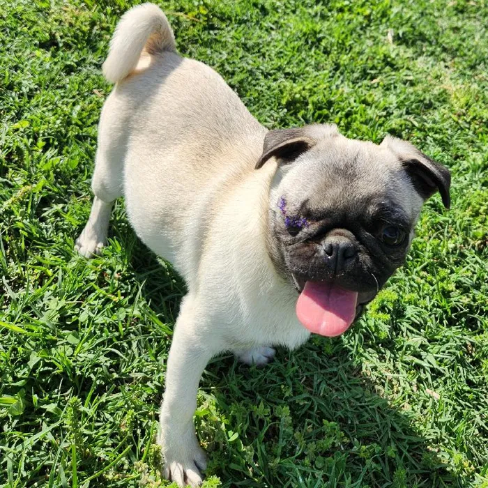 Female Pug Dog for Sale in Neosho, MO