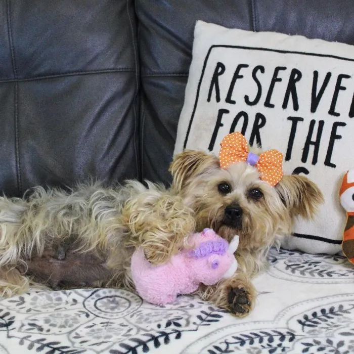 Female Yorkie dog named Jami Bonnie for sale at A Dog's Dream.