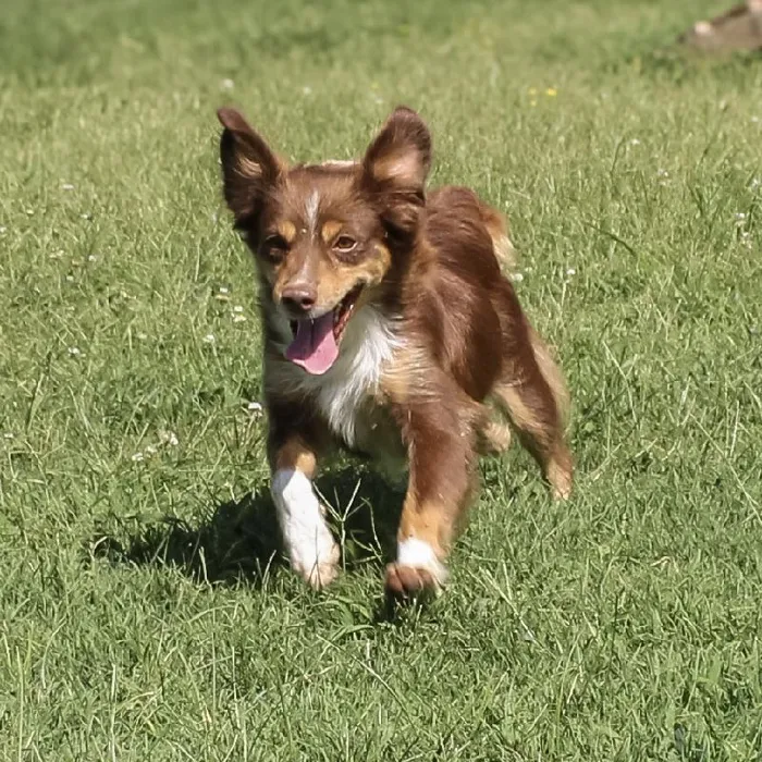 Female Mini Aussie dog named Ruby Red for sale at A Dog's Dream.