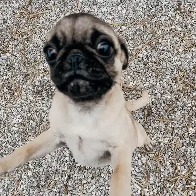 Female Pug Dog for Sale in Neosho, MO