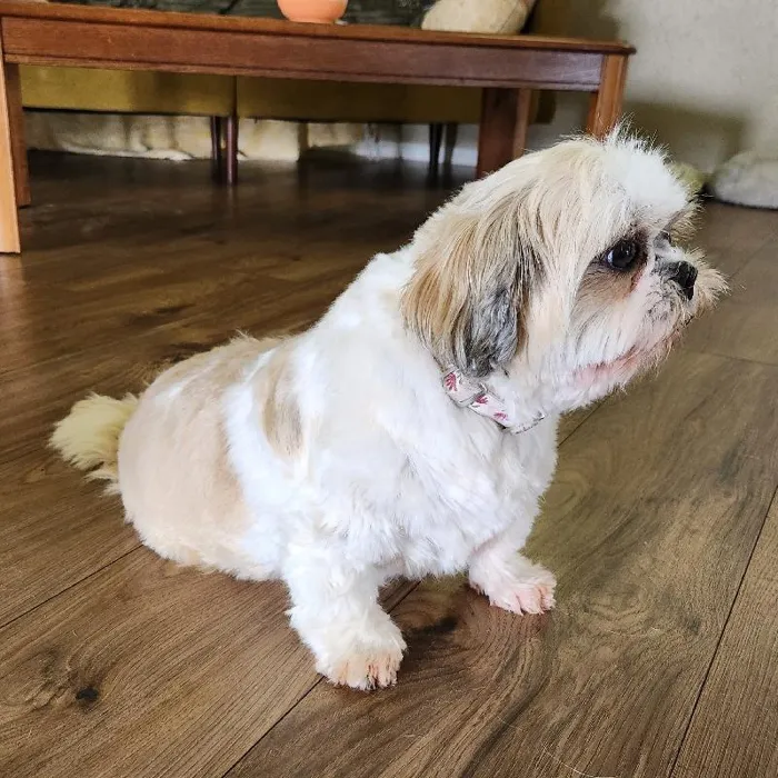 Female Shih Tzu Dog for Sale in Neosho, MO