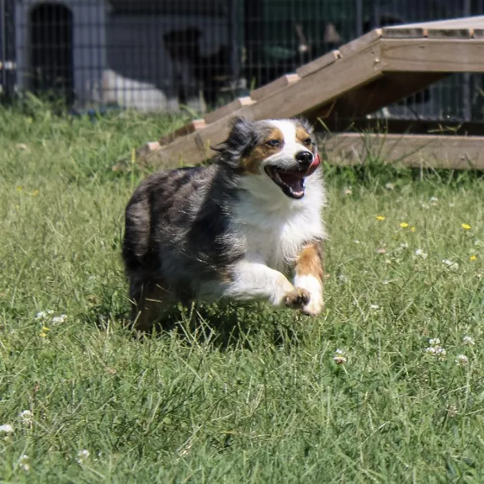Female Mini Aussie dog named Maggie for sale at A Dog's Dream.