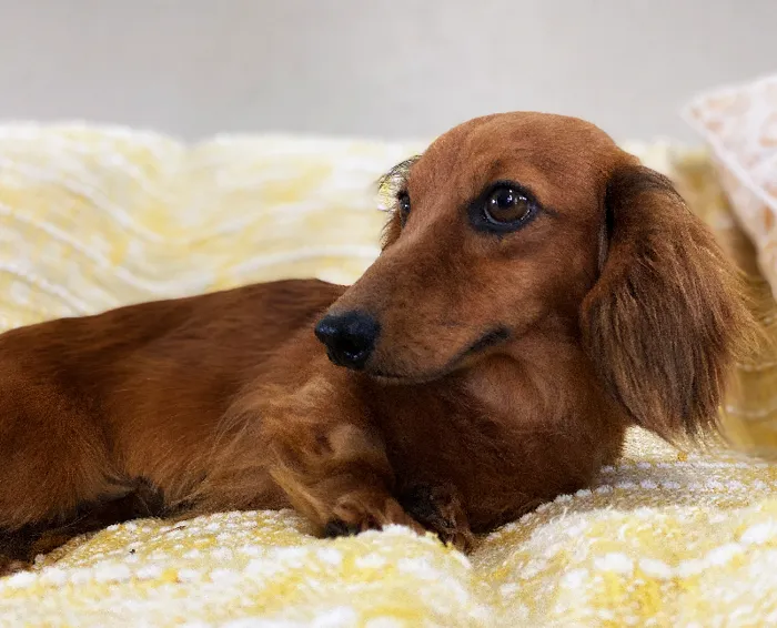 Female Dachshund Dog for Sale in Neosho, MO