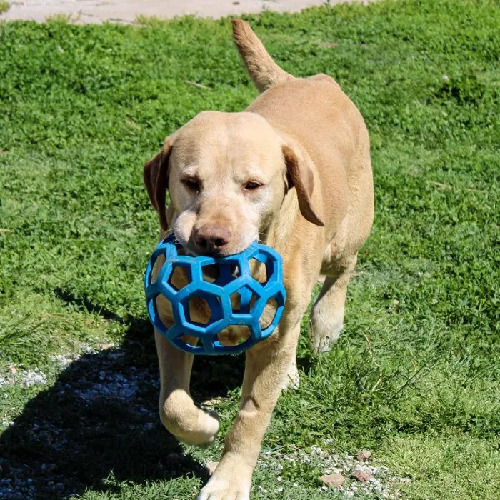 Male Labrador Retriever dog named Elias for sale at A Dog's Dream.