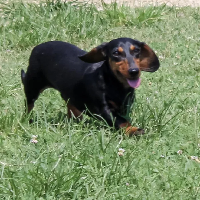 Female Dachshund dog named Robin for sale at A Dog's Dream.