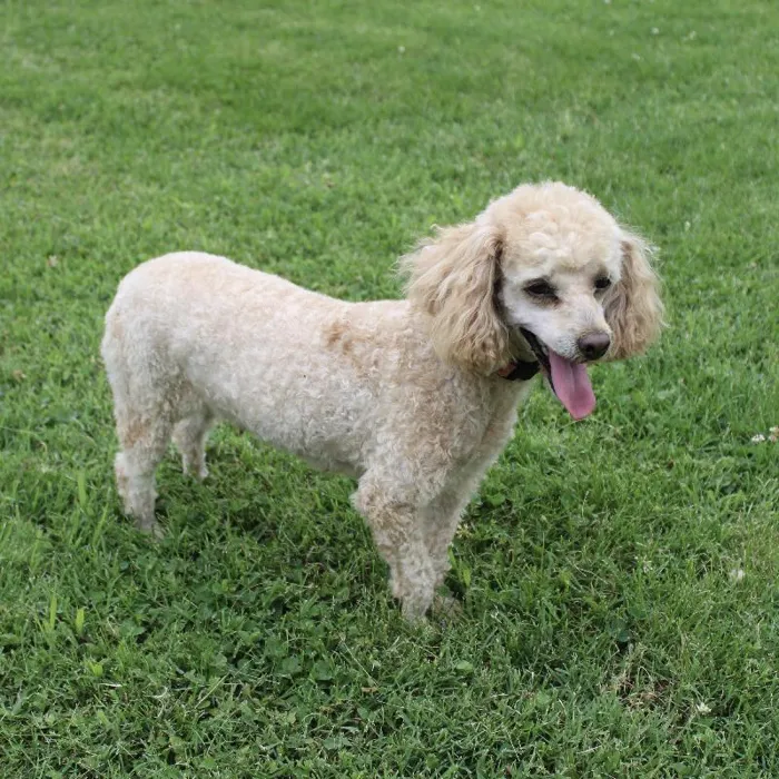 Female Poodle Toy dog named Rosie 2 for sale at A Dog's Dream.