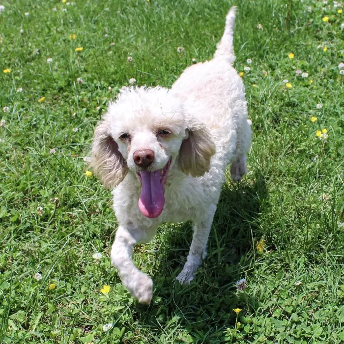 Male Mini Poodle dog named Copper for sale at A Dog's Dream.