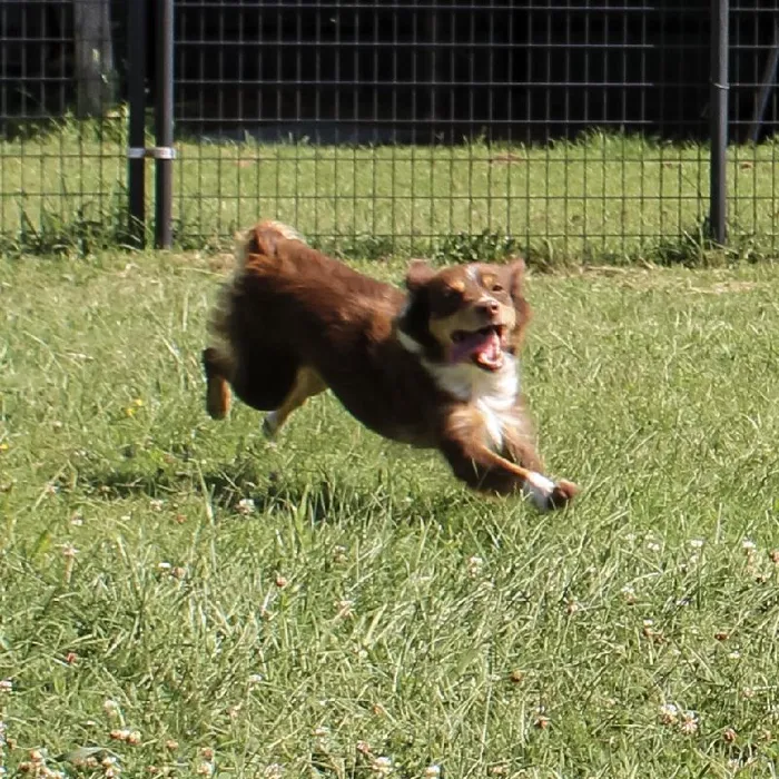 Female Mini Aussie dog named Ruby Red for sale at A Dog's Dream.