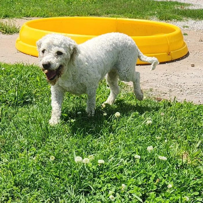 Female Bichon Dog for Sale in Neosho, MO