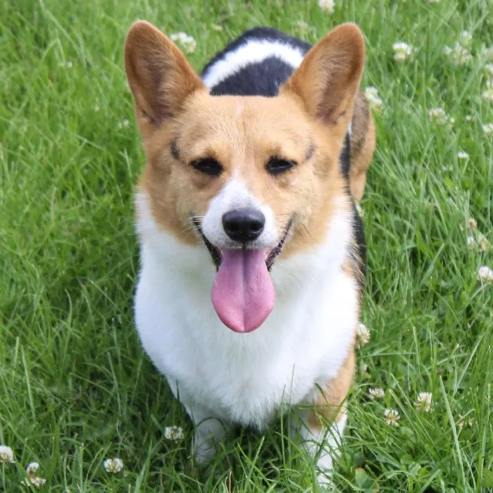 Female Pembroke Welsh Corgi dog named Jada for sale at A Dog's Dream.