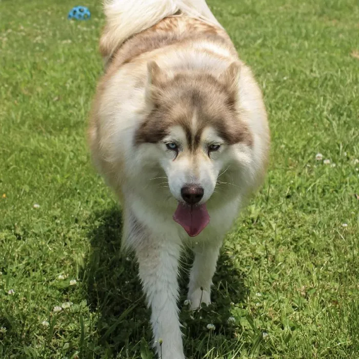 Female Siberian Husky dog named Bria for sale at A Dog's Dream.