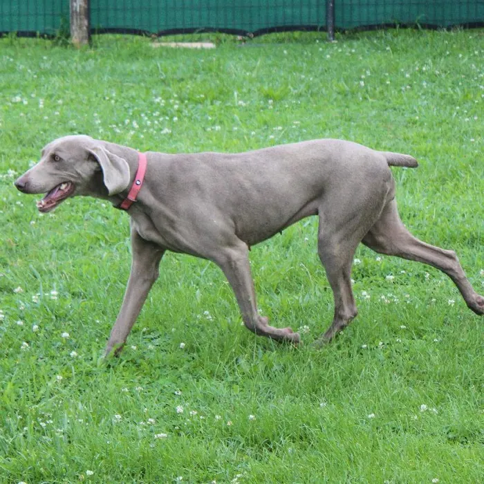 Female Weimaraner dog named Gracie for sale at A Dog's Dream.
