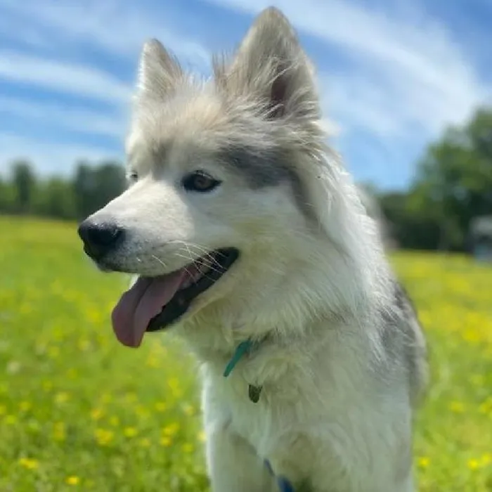 Female Siberian Husky Dog for Sale in Neosho, MO