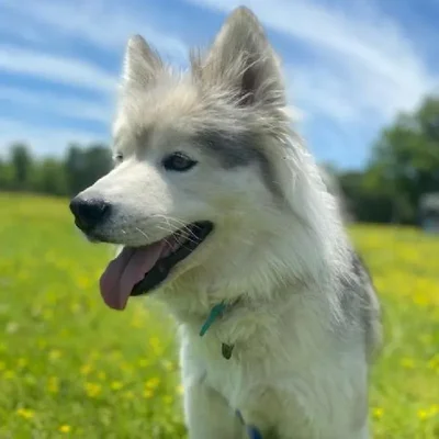 Female Siberian Husky Dog for Sale in Neosho, MO