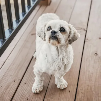 Female Lhasa Apso Dog for Sale in Neosho, MO