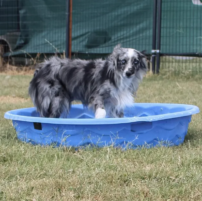Female Mini Aussie dog named Sophie for sale at A Dog's Dream.