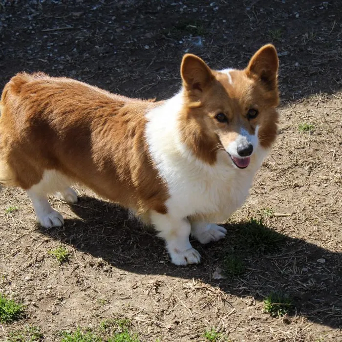 Female Pembroke Welsh Corgi dog named Kimber for sale at A Dog's Dream.