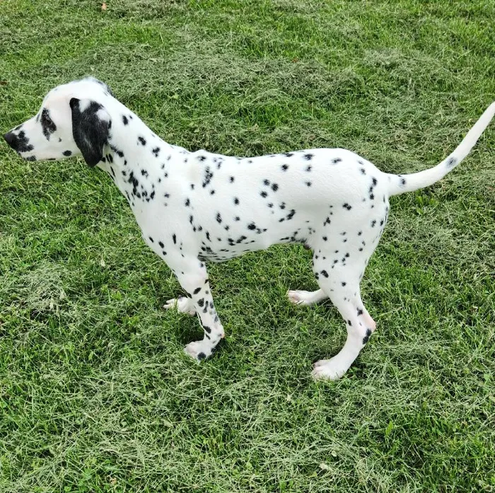 Male Dalmatian Dog for Sale in Neosho, MO