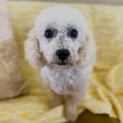 car_main_img_/media/ap_media/pets/CSPZYGXJXPYZ1455.webp.250x250_q85.webp