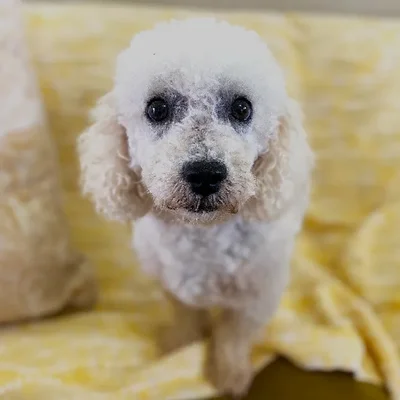 Female Bichon Dog for Sale in Neosho, MO