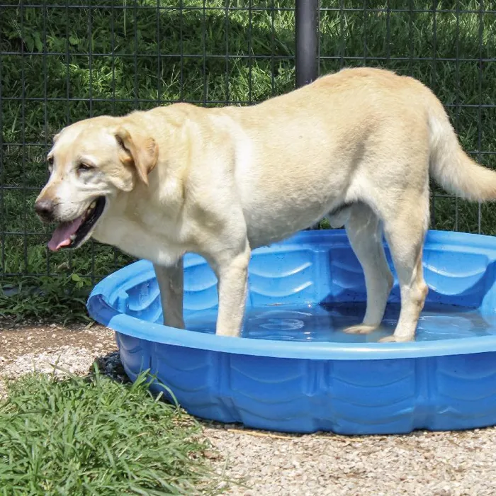 Male Labrador Retriever dog named Smarty for sale at A Dog's Dream.