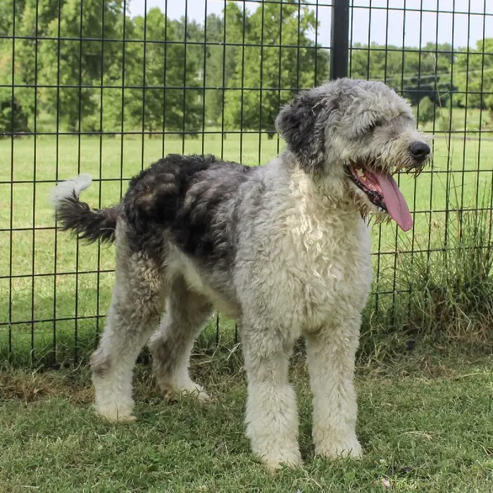 Female Mini Aussiedoodle dog named Gem for sale at A Dog's Dream.