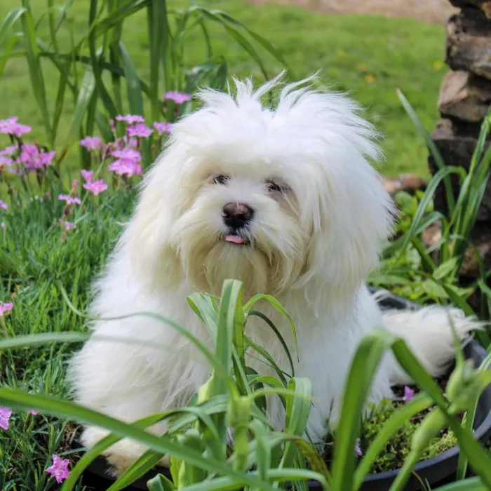 Female Lhasa Apso dog named Angel for sale at A Dog's Dream.