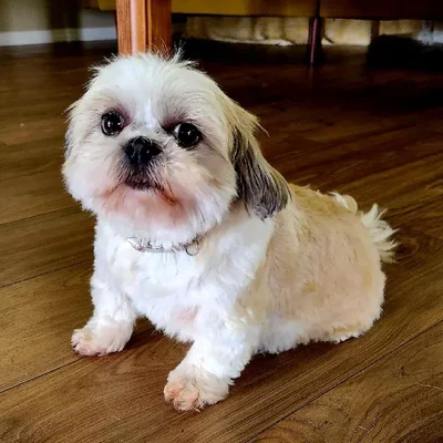 Female Shih Tzu Dog for Sale in Neosho, MO