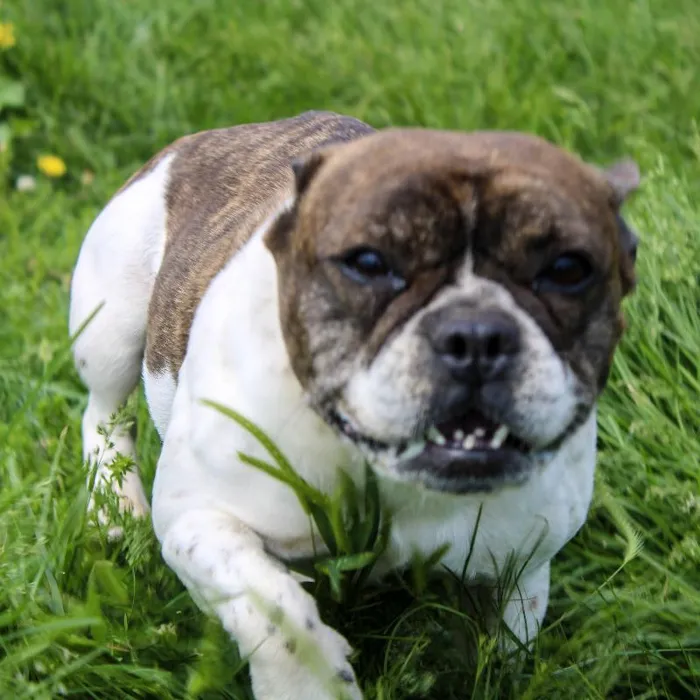 Female French Bulldog named Marcella for sale at A Dog's Dream.