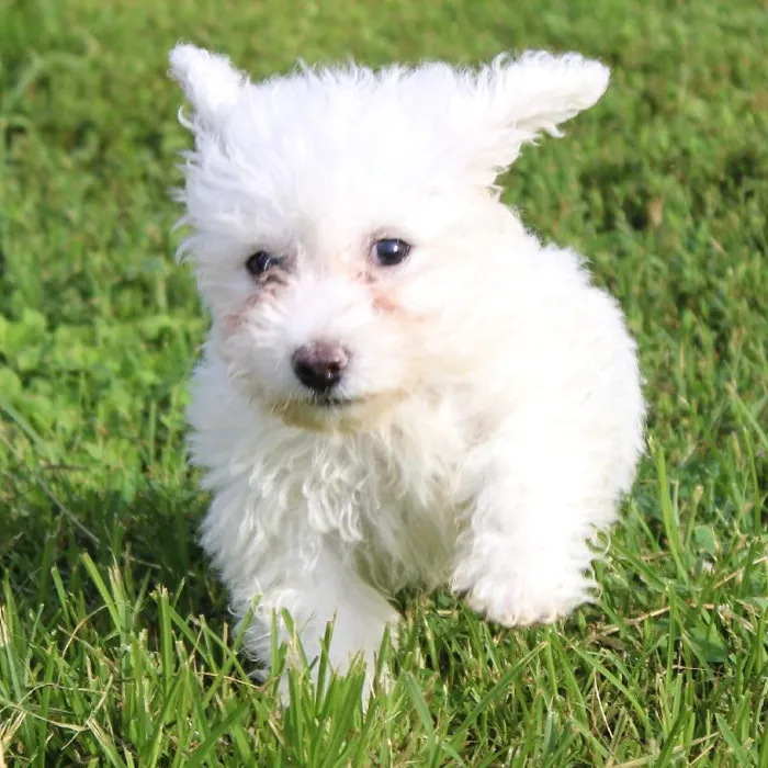 Male Bichon dog named Chester for sale at A Dog's Dream.