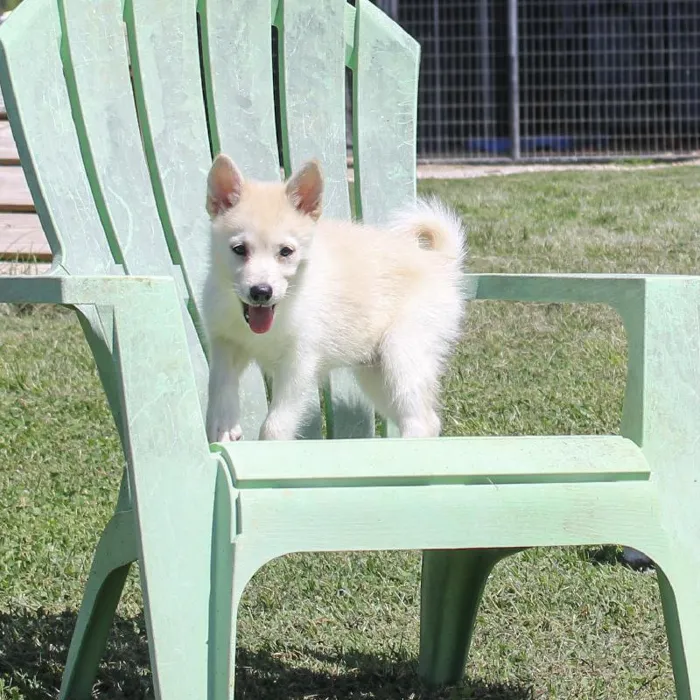 Female Pomsky dog named Dustie Rose for sale at A Dog's Dream.