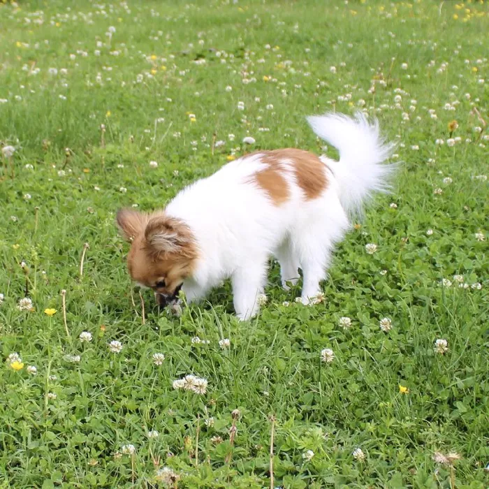 Male Papillon dog named Mr Man for sale at A Dog's Dream.