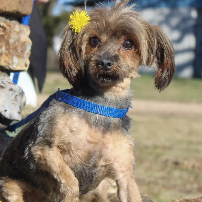 Female Yorkie dog named Bibi Dahl for sale at A Dog's Dream.
