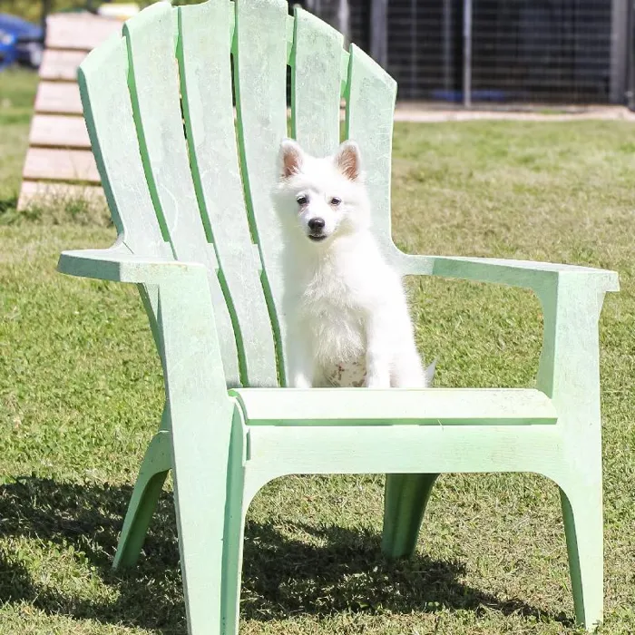 Female American Eskimo dog named Flicker for sale at A Dog's Dream.