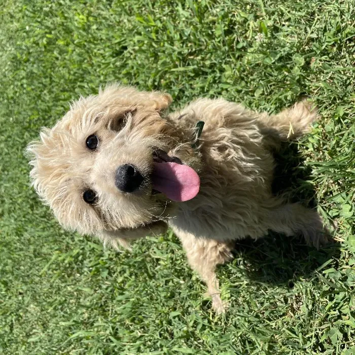Female Goldendoodle Dog for Sale in Neosho, MO