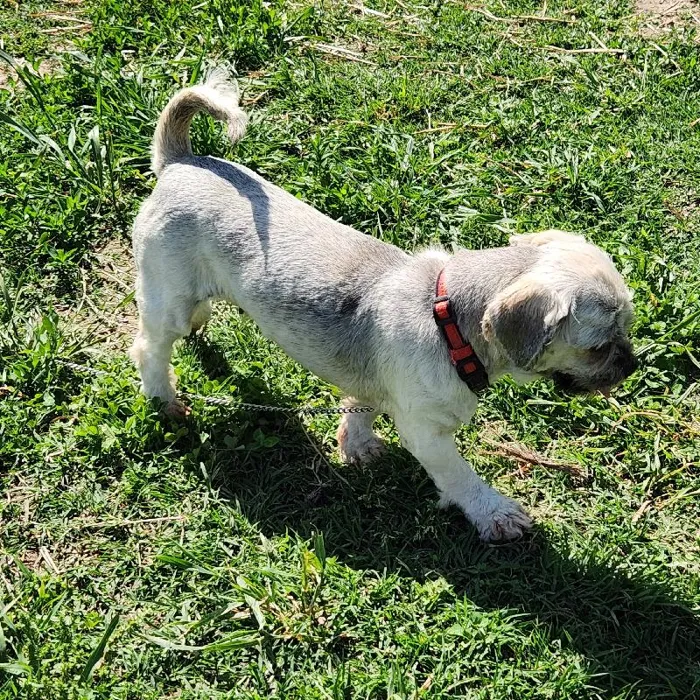 Female Lhasa Apso Dog for Sale in Neosho, MO